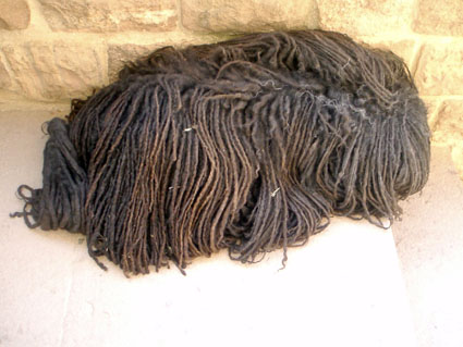 Bob the Dog, or is it a Mop Without a Handle?