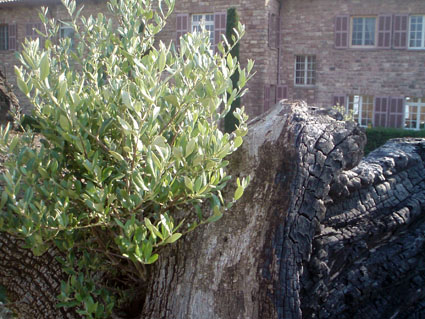 A Charred Tree that Still Sports Green Leaves