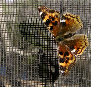 Compton Tortoiseshell Butterfly