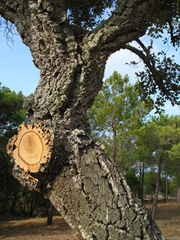 Cork Tree