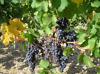 Grape Bunch on the Vine