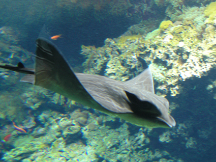A Ray Gliding by the Top of the Coral Reef Display