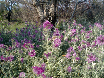 Thistles Everywhere