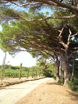 Tree-Lined Path by Vineyard