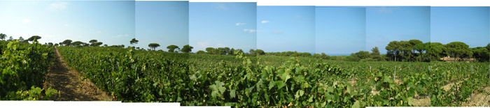 Vinyard Panorama