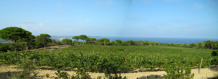 Vinyard Panorama #2 - Looking at Beaches of St. Tropez in Distance