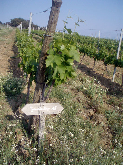 Young Grape Vines