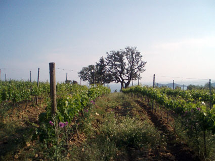 Young Grape Vines in the Vineeyard