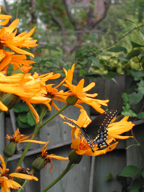 Black Swallowtail butterfly