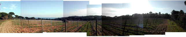 Panaromic View of One of Chateau Volterra's Vinyards