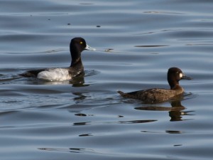 Male and Female Greater Scaup Ducks