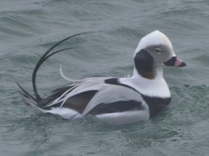 Wind-blown Male Long-tailed Duck