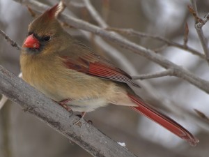 Female Cardinal on Tree Branch