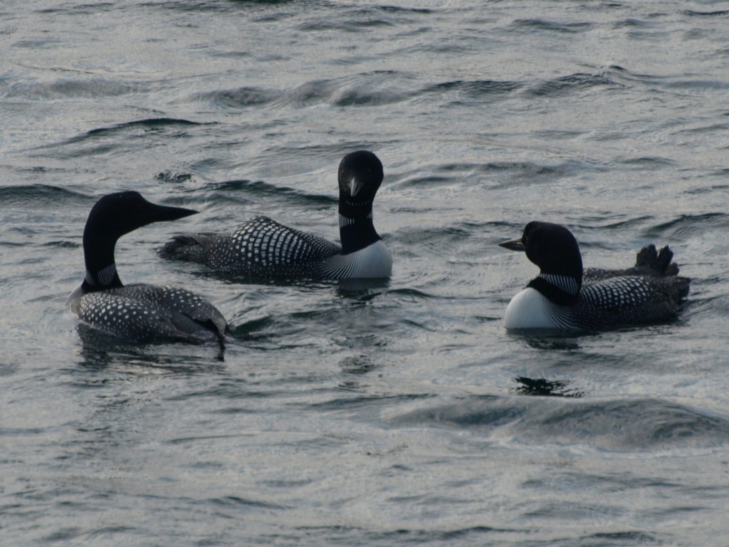 A Trio of Loons Sizing Each Other Up