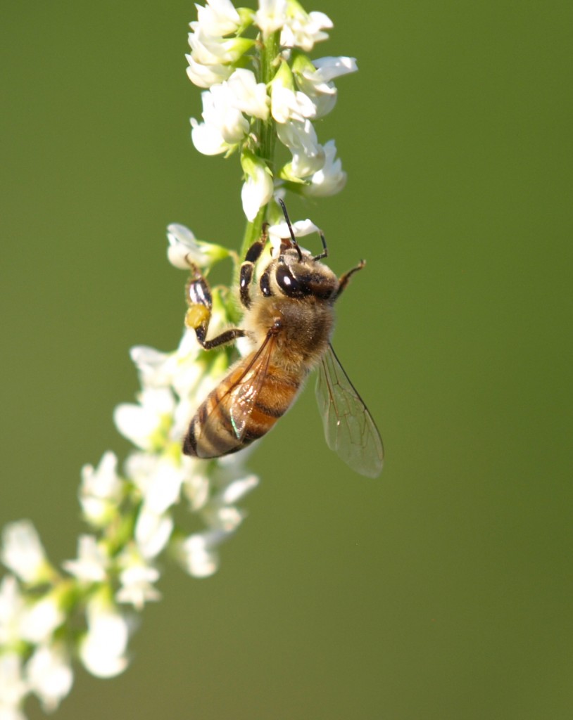 Honeybee Close-up