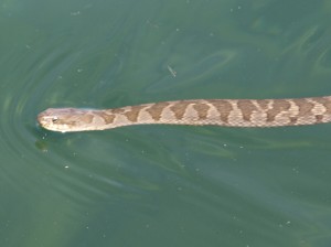 Northern Water Snake 1