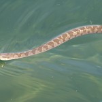 Northern Water Snake with Tongue Out