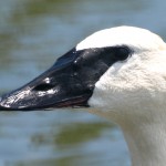Trumpeter Swan Close-up