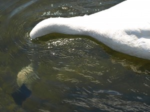 Trumpeter Swan Feeding Underwater