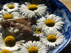 Daisy Heads Floating in a China Bowl