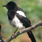 After the Thunderstorm: A Slightly Soggy Magpie