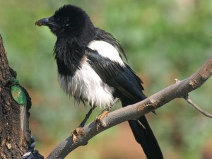 After the Thunderstorm: A Slightly Soggy Magpie