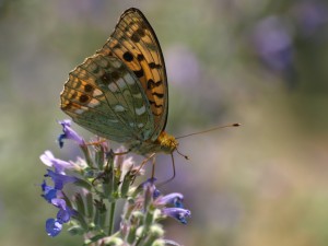 Pallas Fritillary Butterfly (Argynnis laodice)