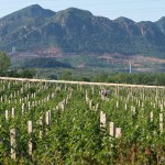 Vineyard and Mountains