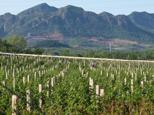 Vineyard and Mountains