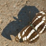 Zebra-Winged Butterfly on Ground