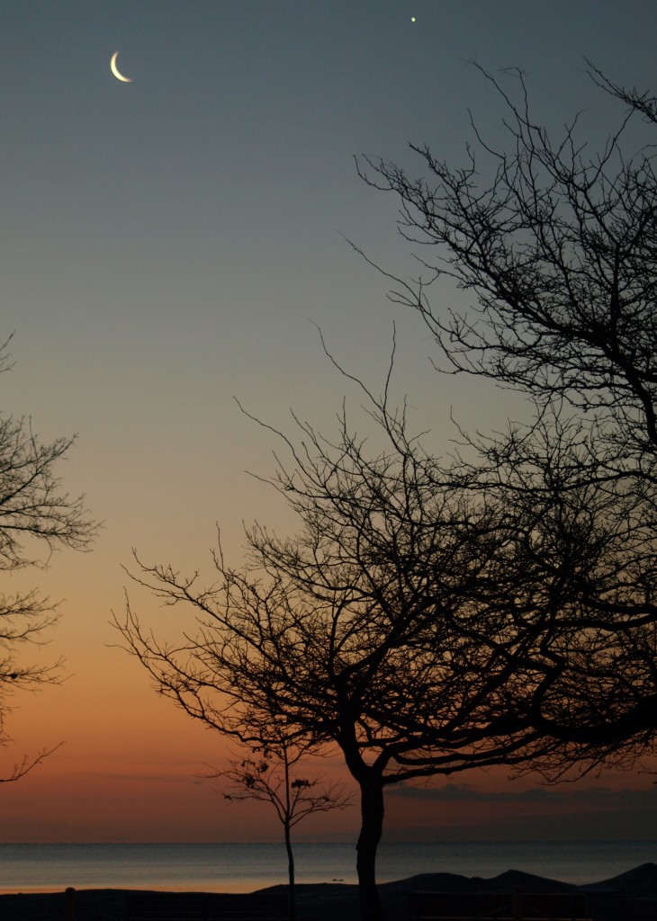 Crescent Moon and Venus at Sunrise by The Beach with Trees