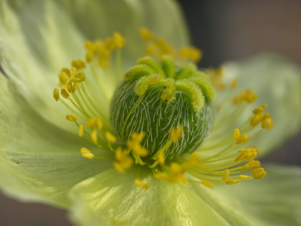 Green Poppy Close-up