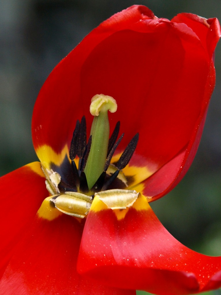 Interior of a Tulip