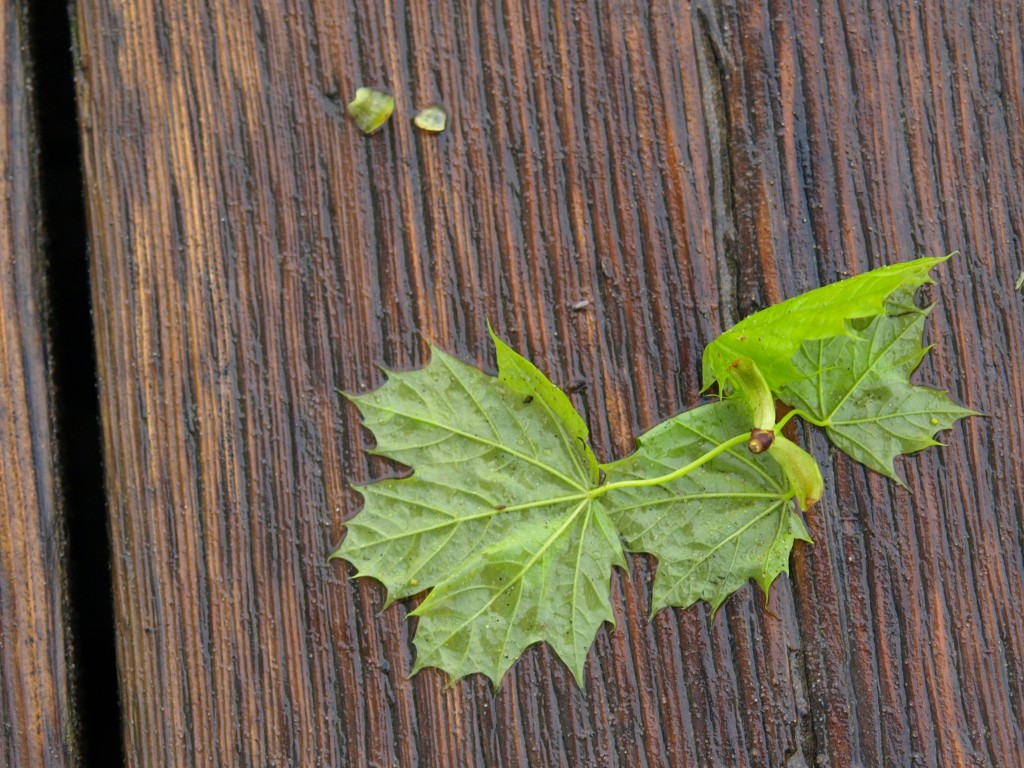 Wet Green Leaves on Boardwalk