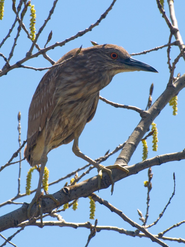 Green Heron in a Tree at Woodbine Park