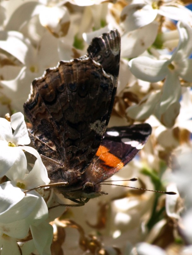 Red Admiral Butterfly on White Flowers