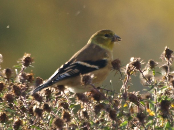 Goldfinch Eating Seeds