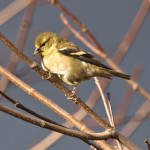Goldfinch in a Tree