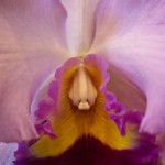Unnamed Large Orchid
