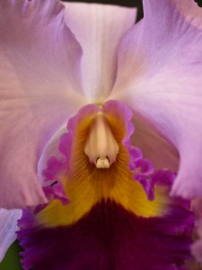 Unnamed Large Orchid