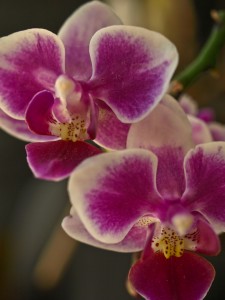 Unnamed Phalaenopsis 1