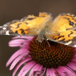 An American Painted Lady Butterfly on a Tattered Echinacea Flower