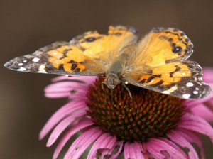 An American Painted Lady Butterfly on a Tattered Echinacea Flower