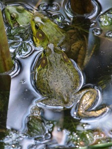 Frog ''Conga Line''