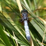 Male Blue Dasher Dragonfly (Pachydiplax longipennis)
