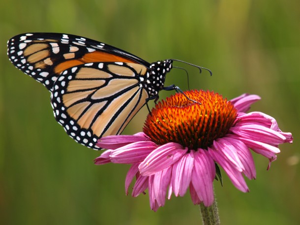 Monarch Butterfly on an Echinacea Flower