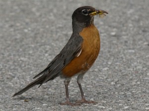 Robin with a Meal in its Beak