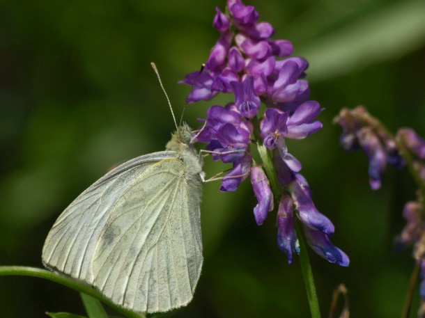 Small White (Pieris rapae) Butterfly