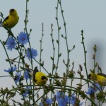 A Trio of Male Goldfinches