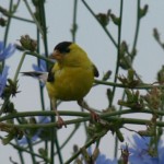 Male Goldfinch #1